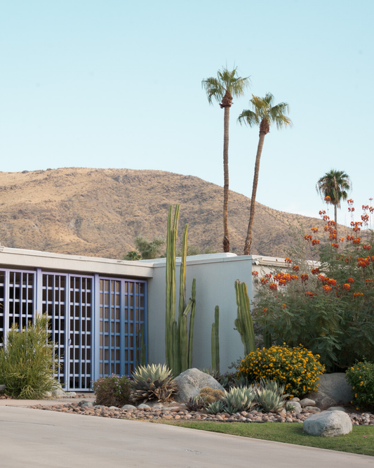 The palm spring